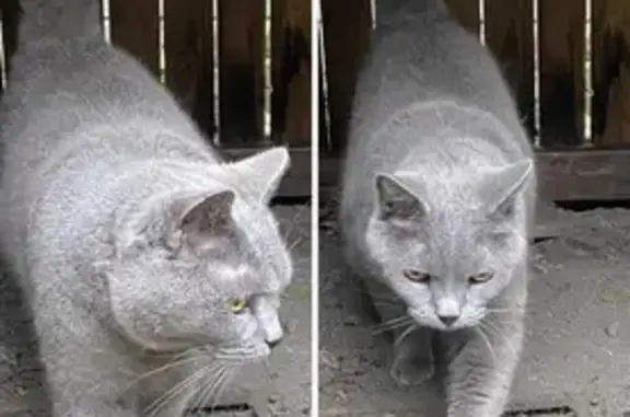 Animaux perdus Nieppe, photo: Maxou, chartreux gris perdu à Nieppe