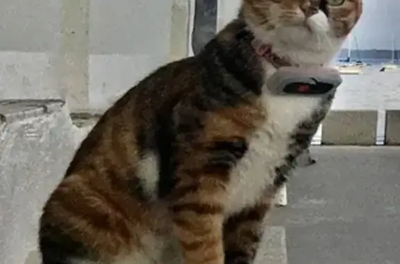 Chat perdu, Saint-Cast-le-Guildo, photo: Chatte Perdue à St Cast l’Isle - Urgent