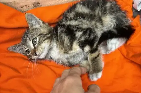Chaton abandonné cherche famille à Fey - photo