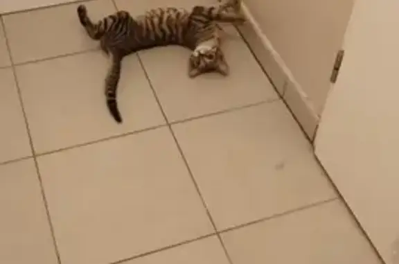 Chaton tigré trouvé au bord d'un balcon - photo