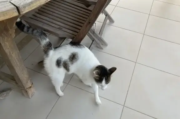 Chat trouvé Saint-Sauveur, photo: Chat blanc et tigré trouvé à Saint-Sauveur
