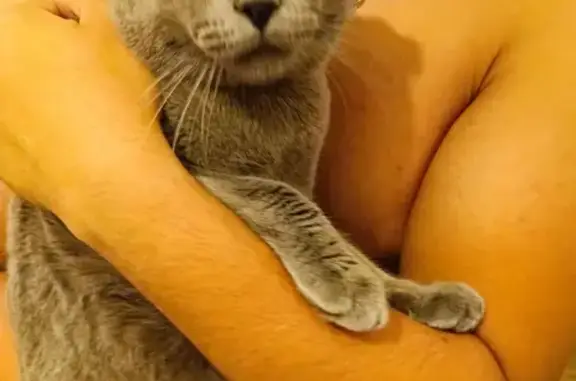 Chat gris trouvé rue Jacques Feyder, Nantes - photo