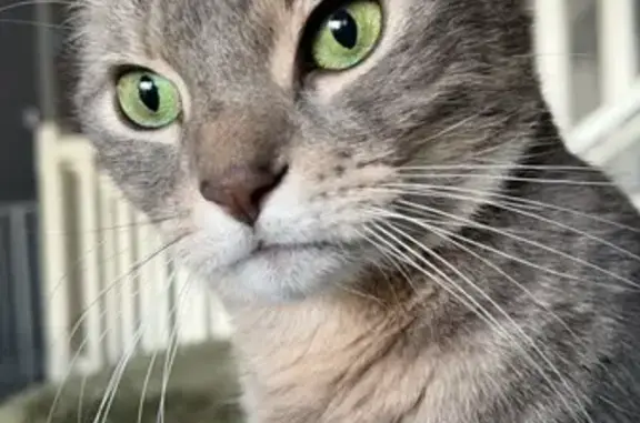 Chat perdu, , photo: Chat gris tigré mâle perdu à Marcillat