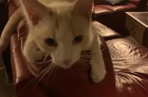 Chatte européenne crème affectueuse trouvée - photo