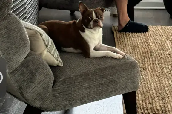 Lost Boston Terrier: Male, Brown/White, Mundelein