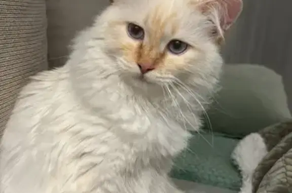 Chat perdu, Lablachère, photo: Chat Sacré de Birmanie perdu à Lablachère