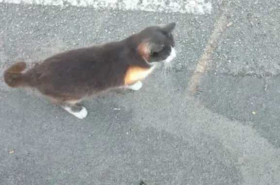 Chat trouvé, très sociable, Avenue des Hauts Bords - photo