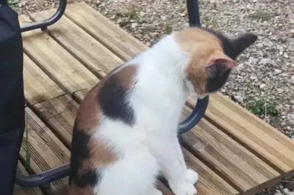 Chat trouvé , photo: Chat tricolore câlin trouvé Route d'Étretat