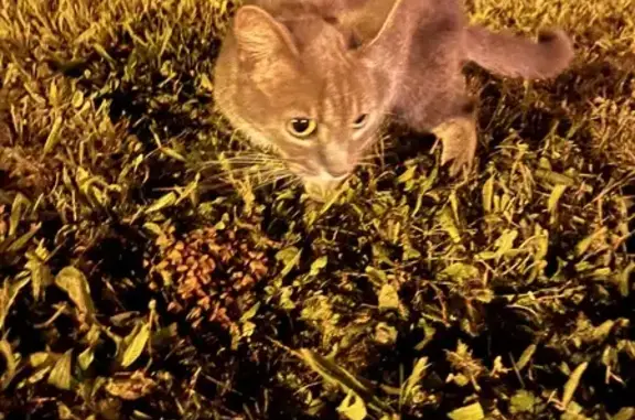 Chat trouvé rue Charlemagne, Soissons - photo