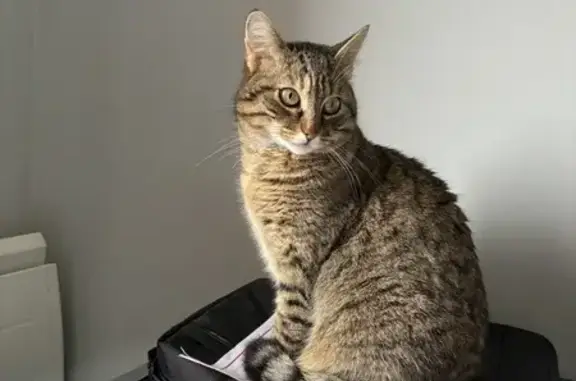 Chat perdu, Boisseuil, photo: Chatte tigrée 3 ans disparue à Boisseuil