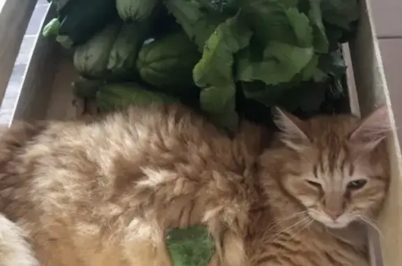 Chat perdu, Sorède, photo: Chat européen roux perdu à Sorède