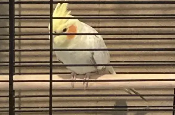 Lost Cockatiel: Ollie, 3-Yr-Old Male