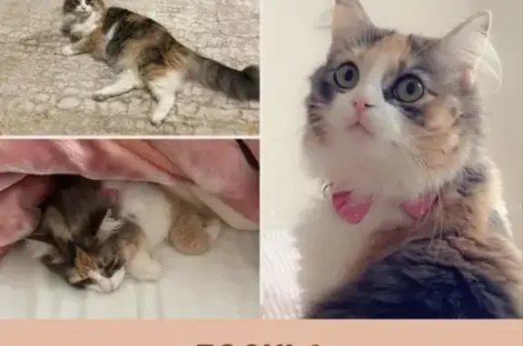 Lost Tricolor Female Cat, Casey City