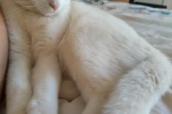 Missing White Cat in Cockburn - Help Needed!