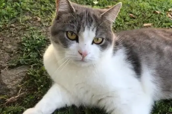 Chat gris et blanc disparu à Jonzier-Épagny - photo