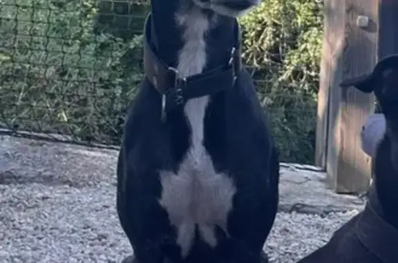 Animaux perdus , photo: Chien perdu : Lévrier noir Lola, Rue Principale
