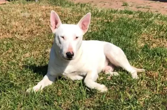 Missing Bull Terrier: White, Black Spots, Krugersdorp