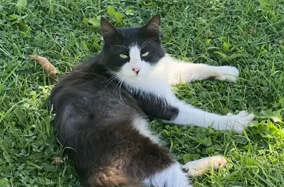 Chat trouvé à Ferrières-en-Bray - photo