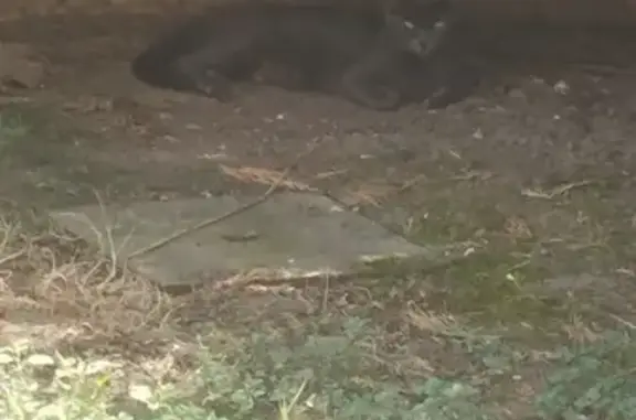Chatte et 3 chatons trouvés à Châtellerault - photo