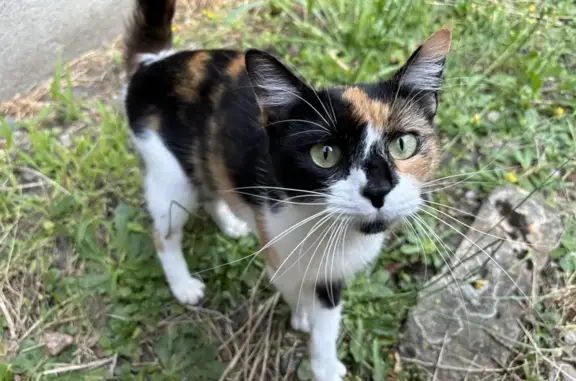 Chat trouvé à Laval : femelle câline sans collier - photo