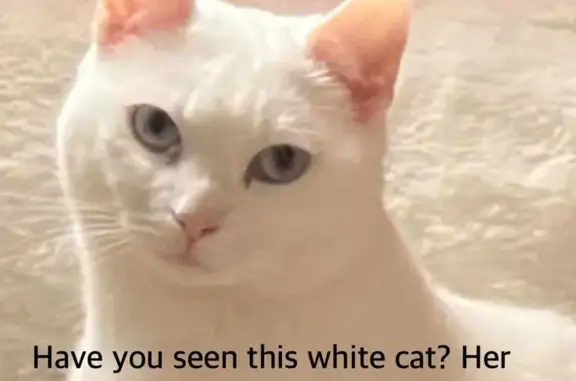 Missing Cat Daisy: Pure White, Blue Eyes, BL3