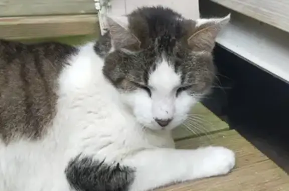 Chat mâle adulte trouvé à Angoulins (17) - photo