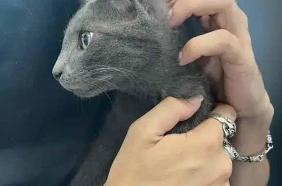Chat trouvé Gémozac, photo: Chaton gris aux yeux verts trouvé à Gémozac
