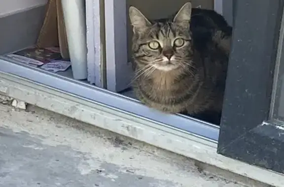 Animaux perdus , photo: Chat tigré perdu à Viglain (3-4 août)