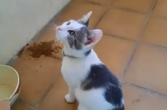 Chat mâle tricolore trouvé à Biziat - photo