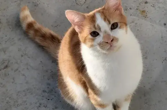 Chat roux et blanc perdu à Cély - photo