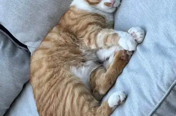 Animaux perdus Paris, photo: Chat perdu : Tigrou, roux et blanc, 4.5kg