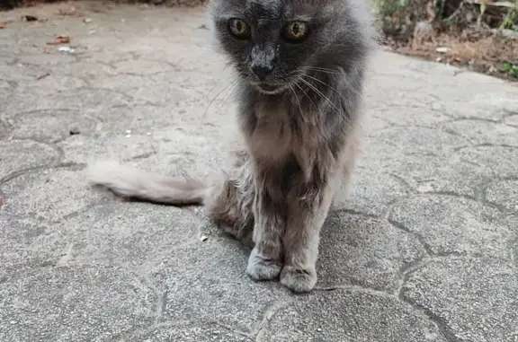 Chat trouvé Cogolin, photo: Chat gris et sable amaigri trouvé à Cogolin