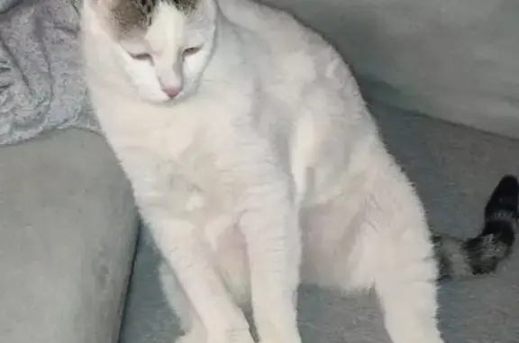 Chat perdu, Saint-Jean-de-Luz, photo: Chat européen blanc et tigré perdu à St-Jean