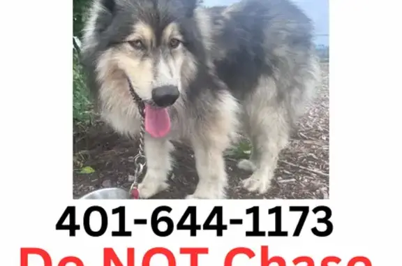 Help Find Nanook: Lost Dog in Cranston Area