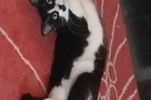 Animaux perdus Pierrelatte, photo: Chat mâle 2 ans noir et blanc perdu