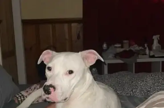 Lost Male White Pit on N 8th St, Fort Smith