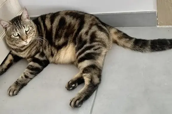 Animaux perdus Bessan, photo: Chat tigré disparu à Bessan, rue des Caves