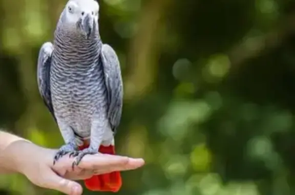 Lost African Grey Parrot in Canterbury-Bankstown