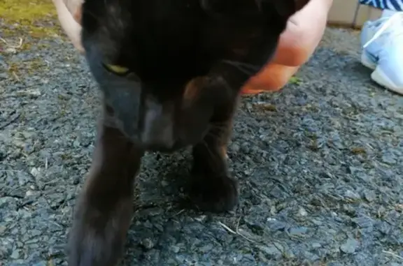 Jeune chat mâle trouvé à Chabrignac - photo