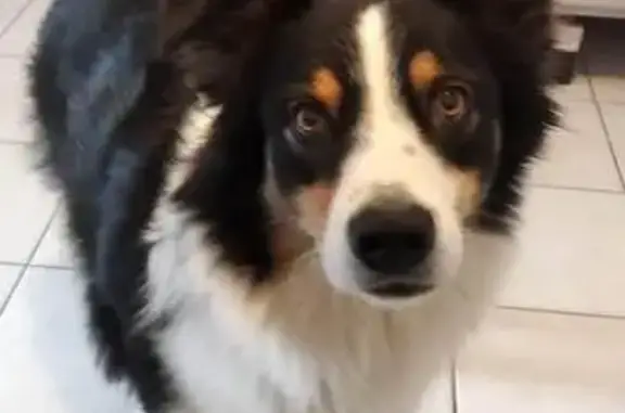 Chien perdu Chauny, photo : Berger Australien femelle disparu à Chauny