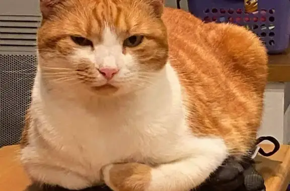 Animaux perdus La Plaine-sur-Mer, photo: Chat roux et blanc perdu à La Plaine-sur-Mer