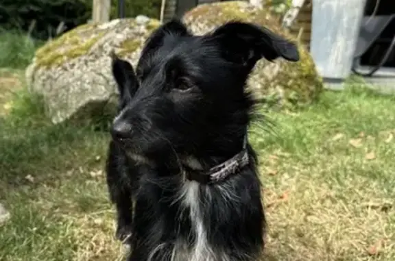 Petite chienne trouvée à Brétignolles - photo