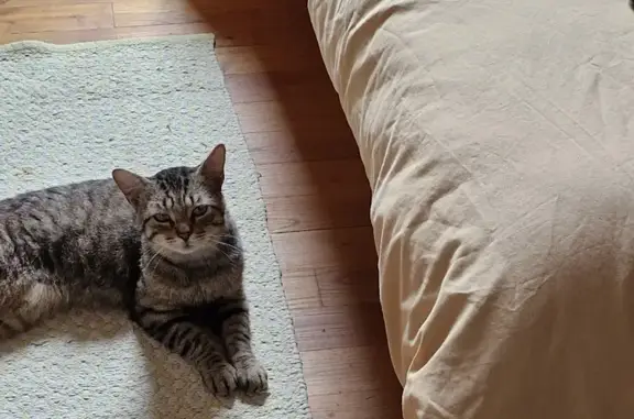 Jeune chat tigré trouvé à Bourges - photo