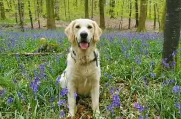 Chien perdu , photo : Chienne Golden retriever perdue à Esclavelles