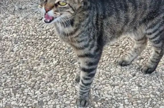 Chat trouvé à Solliès-Toucas - photo