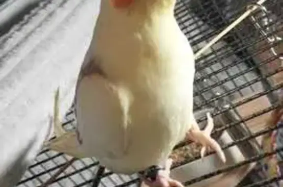 Lost Yellow Pearl Cockatiel - Call 07974394670