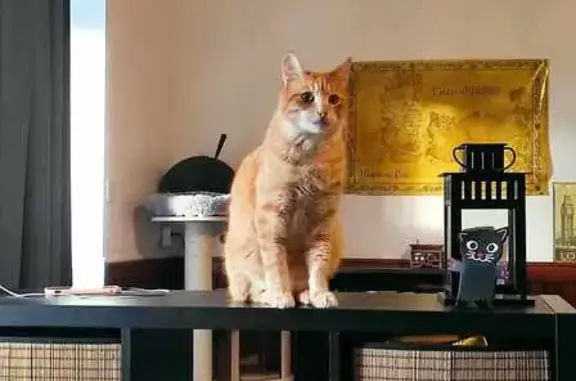 Chat perdu, castré, tatoué, queue cassée - photo