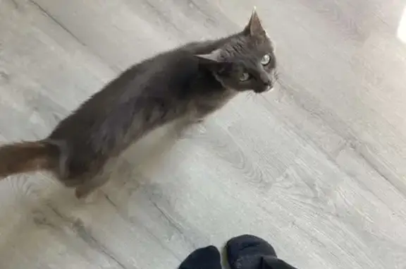 Chat gris perdu avec clochette à Landes-sur-Ajon - photo