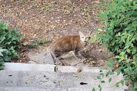 Jeune chat trouvé Rue Jean Aicard, Varages - photo
