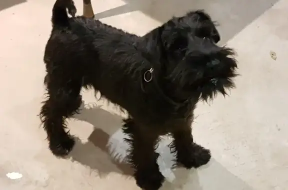 Chien perdu Gumbrechtshoffen, photo : Petit schnauzer noir perdu à Gumbrechtshoffen
